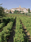 Vineyard  Cote Du Rhone  Sablet  Vaucluse  Provence  France