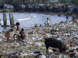 Children and Pigs Foraging on Rubbish Strewn Beach  Dominican Republic  Central America