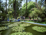 Jardin Majorelle  Marrakech (Marrakesh)  Morocco  North Africa  Africa
