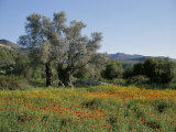 Spring Flowers and Olive Trees on Lower Troodos Slopes Near Arsos  Cyprus