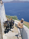Animal Transport  Santorini (Thira)  Cyclades Islands  Greek Islands  Greece