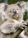 Koala  Ottway National Park  Victoria  Australia