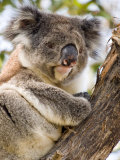 Koala  Ottway National Park  Victoria  Australia
