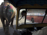 Elephant and Bus on the Road Seen from a Motor Rickshaw  Jaipur  Rajasthan State  India