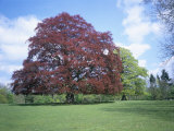 Copper Beech Tree  Croft Castle  Herefordshire  England  United Kingdom