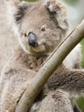 Koala  Ottway National Park  Victoria  Australia