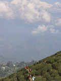 Women Tea Pluckers in Singtom Tea Garden  Darjeeling  Himalayas