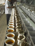 Tea Cups Being Prepared for Tasting  Carrit Moran & Company Tea Brokers  West Bengal State