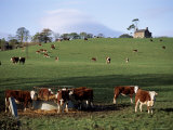 Cattle  South of Bray  County Wicklow  Leinster  Eire (Republic of Ireland)