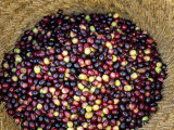 Olive Harvest  Meknes Region  Morocco  North Africa  Africa