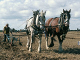 Ploughing with Shire Horses  Derbyshire  England  United Kingdom