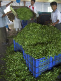 Man Controlling Weight of Daily Quantity of Plucked Leaves  Darjeeling  India