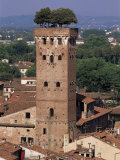 Tour Des Guinigi  Lucca  Tuscany  Italy