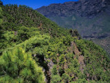 Pine Trees Near El Mirador De La Cumbrecita  La Palma  Spain