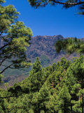 Pine Trees Near El Mirador De La Cumbrecita  La Palma  Spain