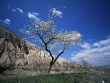 Almond Tree in Bloom  Zelve  Cappadocia  Anatolia  Turkey  Eurasia