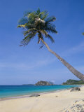 Palm Tree at Praia Do Conceicao Beach  Fernando De Noronha  Brazil