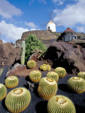 Cacti and Windmill at Jardin De Los Cactus  Lanzarote  Spain
