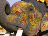 Painted Elephant  Pushkar  Rajasthan State  India