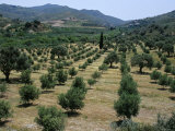 Olive Trees  Near Spili  Island of Crete  Greece  Mediterranean