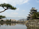 Pine Tree  Matsumoto Castle  Matsumoto City  Nagano Prefecture  Honshu Island  Japan