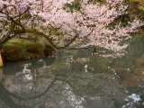 Cherry Blossom  Kenrokuen Garden  Kanazawa City  Ishigawa Prefecture  Honshu Island  Japan