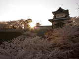 Sunset  Cherry Blossom  Kanazawa Castle  Kanazawa City  Ishigawa Prefecture  Honshu Island  Japan