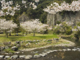Spring Cherry Blossoms Near River with Stepping Stones  Kagoshima Prefecture  Kyushu  Japan