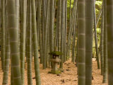 Stone Lantern  Bamboo Forest  Kamakura City  Kanagawa Prefecture  Honshu Island  Japan