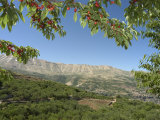 Cherry Tree  Bcharre  Qadisha Valley  Unesco World Heritage Site  North Lebanon  Middle East
