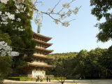 Spring Cherry Blossom  Kyoto City  Honshu Island  Japan