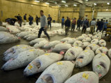 Tsukiji Fish Market  Tsukiji  Tokyo  Honshu  Japan
