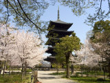 Toji Pagoda  Unesco World Heritage Site  Spring Cherry Blossom  Kyoto City  Honshu Island  Japan