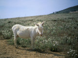 Donkey  Asinara  Sardinia  Italy