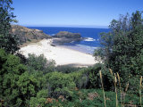 View Over Trees to Trbeach and Bushranger Bay  Mornington Peninsula  Victoria  Australia
