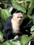 White Faced Capuchine Monkey (Cebus Capucinus)  Soberania National Park  Gamboa  Panama
