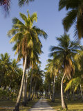 Rangiroa  Tuamotu Archipelago  French Polynesia Islands