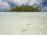 Sharks  Blue Lagoon  Rangiroa  Tuamotu Archipelago  French Polynesia Islands