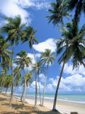 Cabo De Sao Roque  Natal  Rio Grande Do Norte State  Brazil  South America