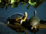 Mesoamerican Slider Turtles  River Chagres  Soberania Forest National Park  Panama