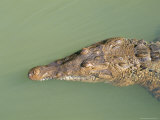 Crocodile  Black River  St Elizabeth  Jamaica  West Indies  Central America