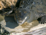 Crocodile  Black River  St Elizabeth  Jamaica  West Indies  Central America