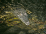 Crocodile  Black River  St Elizabeth  Jamaica  West Indies  Central America