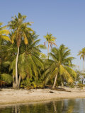 Tikehau  Tuamotu Archipelago  French Polynesia Islands