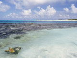 Espenqui  Los Roques  Venezuela  South America