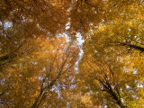 Beech Tree Forest in Autumn  Senne  Nordrhein Westfalen  Germany