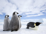 Emperor Penguin (Aptenodytes Forsteri) and Chicks  Snow Hill Island  Weddell Sea  Antarctica