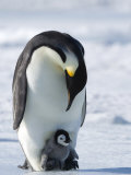 Emperor Penguin (Aptenodytes Forsteri) and Chick  Snow Hill Island  Weddell Sea  Antarctica