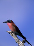 Carmine Bee-Eater  Merops Nubicus  Chobe National Park  Botswana  Africa