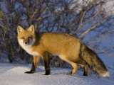 Redfox (Vulpes Vulpes)  Churchill  Hudson Bay  Manitoba  Canada